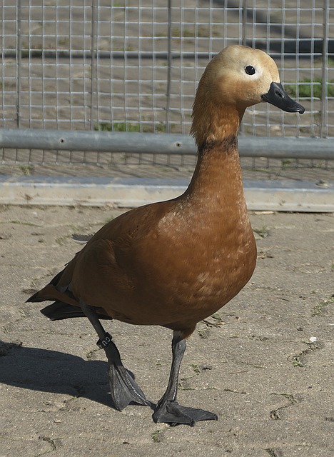 反例